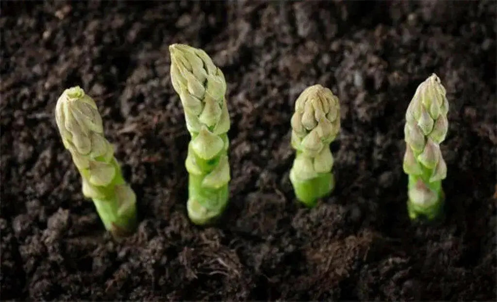 ASPARAGUS SEEDS, (Mary Washington ) Heirloom Vegetable ,Perennial - Caribbean garden seed