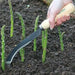 ASPARAGUS SEEDS, (Mary Washington ) Heirloom Vegetable ,Perennial - Caribbean garden seed