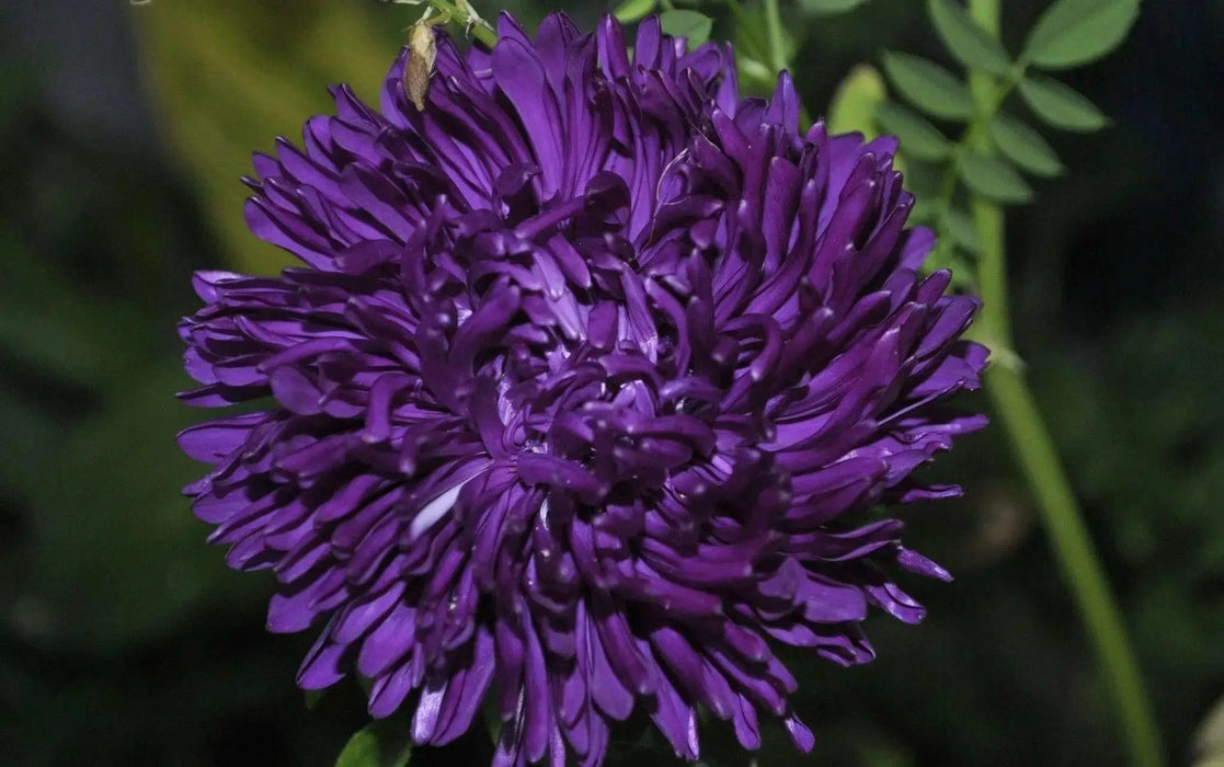 Aster  (Callistephus Tall Double Gremlin Dark Violet) FLOWER SEEDS! - Caribbean garden seed