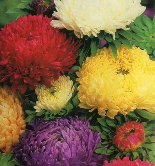 Aster Flowers Seed, Tall Paeony Duchess Mix, excellent cut flower - Caribbean garden seed