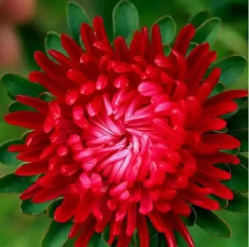 Aster Flowers Seed, Tall Paeony Duchess Scarlet, - Caribbean garden seed