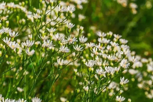 Aster FLOWERS SEED, White Upland (Aster ptarmicoides) - Caribbean garden seed