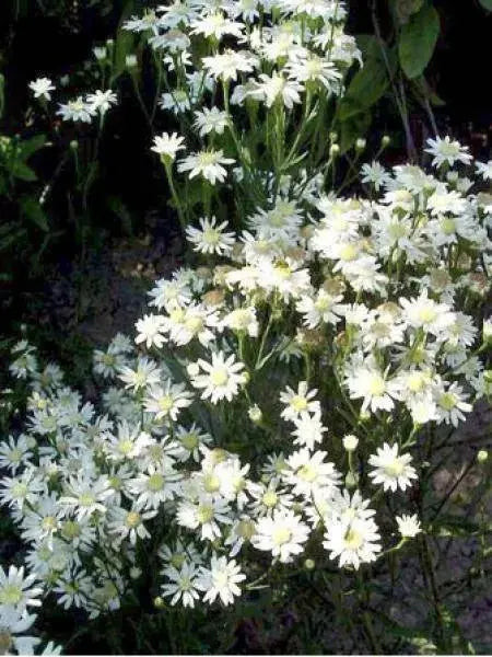 Aster FLOWERS SEED, White Upland (Aster ptarmicoides) - Caribbeangardenseed