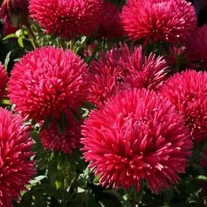 Aster Flowers Seeds - (Callistephus Tall Double Gremlin red) - Caribbeangardenseed