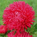 Aster Flowers Seeds - (Callistephus Tall Double Gremlin red) - Caribbean garden seed