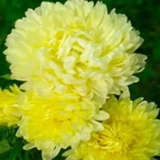 Aster Flowers Seeds - (Callistephus Tall Double Gremlin Yellow) - Caribbean garden seed