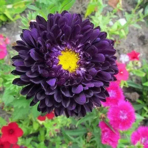 AsterFlowers Seeds,Pompon Blue Moon -Tall Pompon - Caribbean garden seed