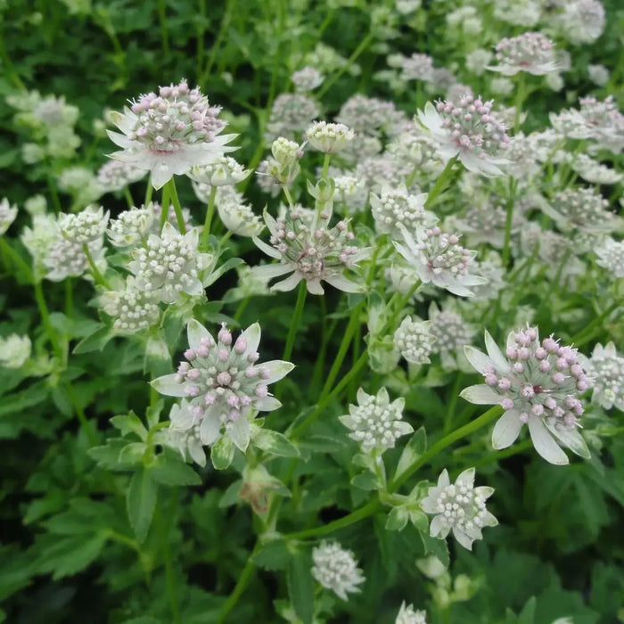 Astrantia major 'Star of Billion'( plant/Root) perennial - Caribbeangardenseed