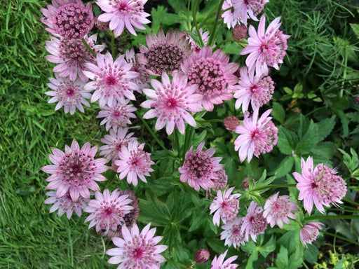 Astrantia, Star of Beauty ( plant/Root) perennial - Caribbeangardenseed