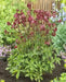 Astrantia Star of FIRE ( plant/Root) Perennial - Caribbean garden seed