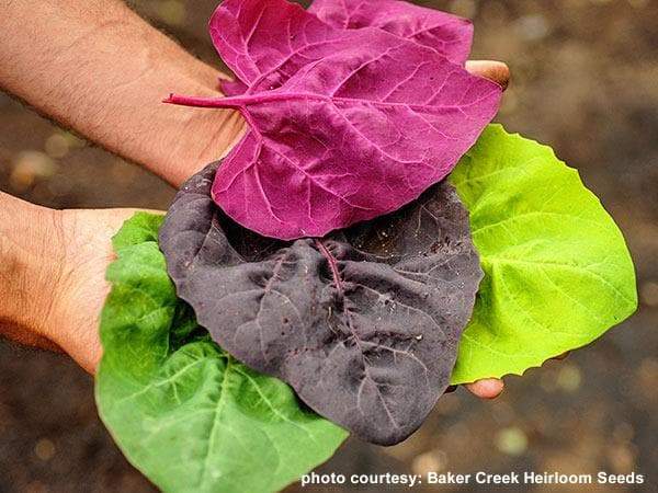 Aurora Orach Mix OG (38 days) Heat Loving Vegetable - Caribbeangardenseed