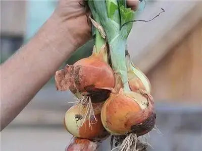 Australian brown onions Seed,Onion,Allium cepa. - Caribbeangardenseed