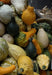 Autumn Wings Gourd Seeds - Caribbeangardenseed