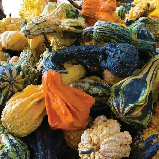 Autumn Wings Gourd Seeds - Caribbean garden seed