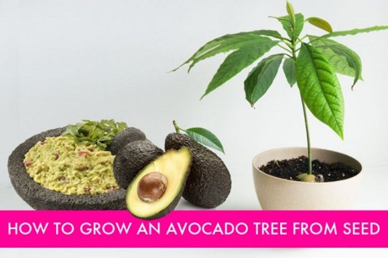 AVOCADO Tree Seed (pit) also known as Pear ,butter fruit, butter pear and laurel peach . Makes Great House Plant !