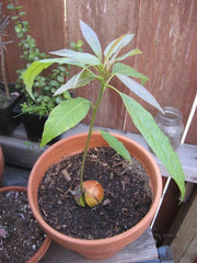 AVOCADO Tree Seed (pit) also known as Pear ,butter fruit, butter pear and laurel peach . Makes Great House Plant !