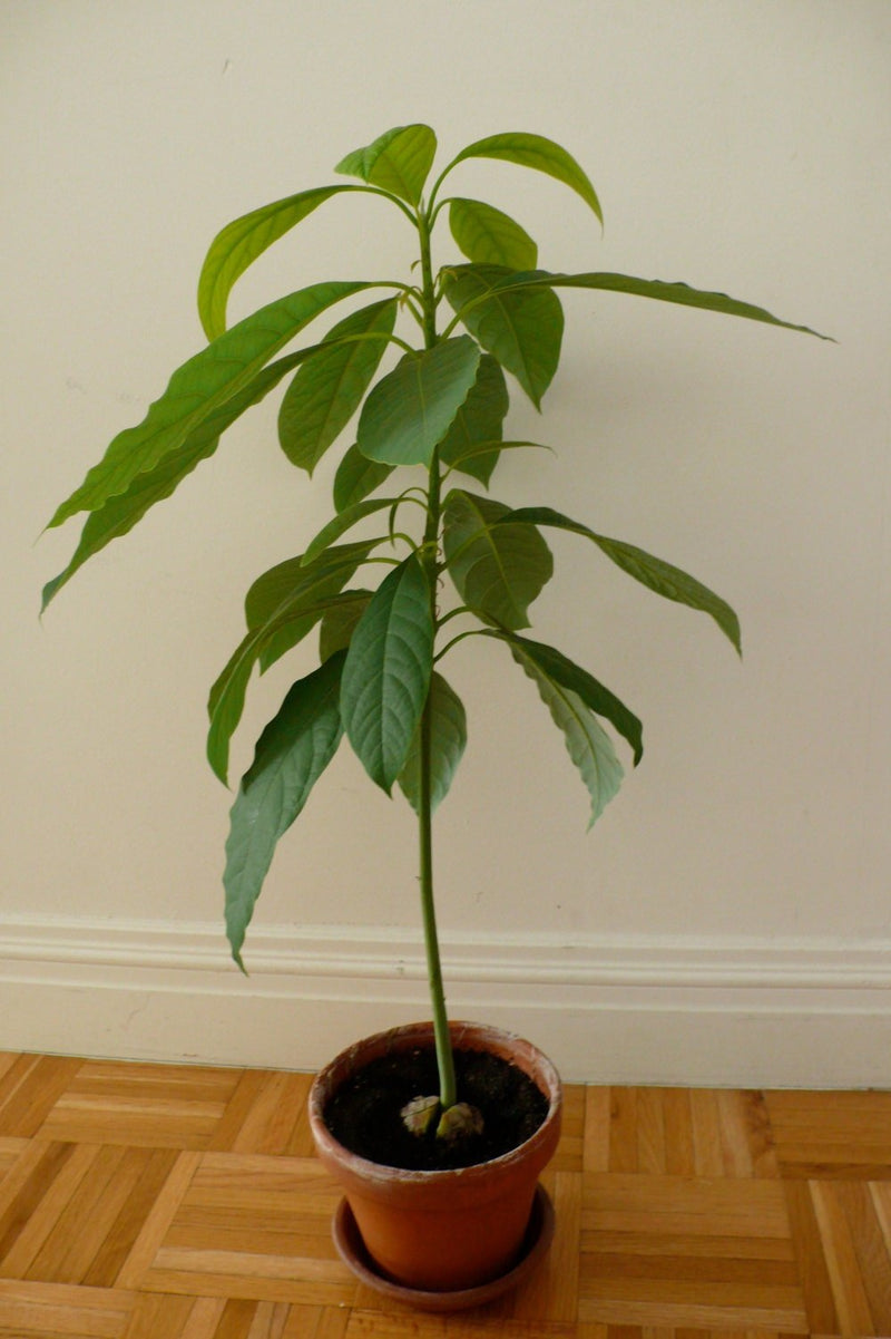 AVOCADO Tree Seed (pit) also known as Pear ,butter fruit, butter pear and laurel peach . Makes Great House Plant !