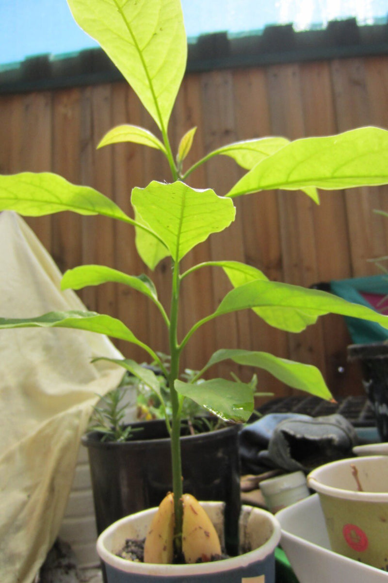 AVOCADO Tree Seed (pit) also known as Pear ,butter fruit, butter pear and laurel peach . Makes Great House Plant !