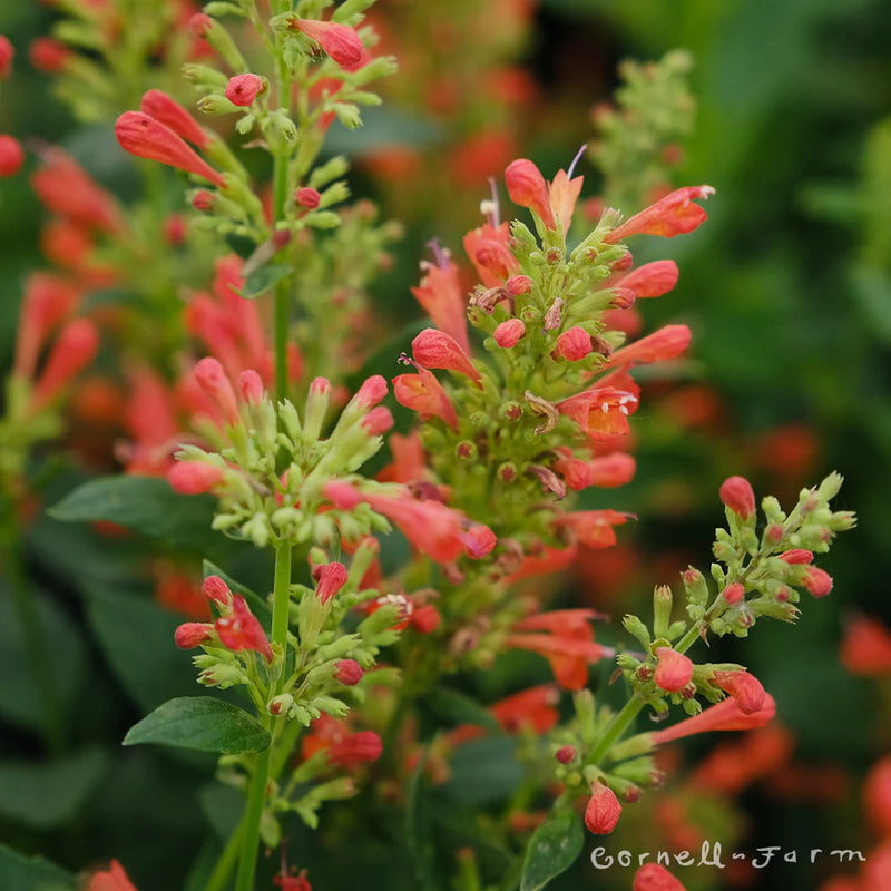 Red Agastache Live Plants, 3 Pack - Hummingbird Mint
