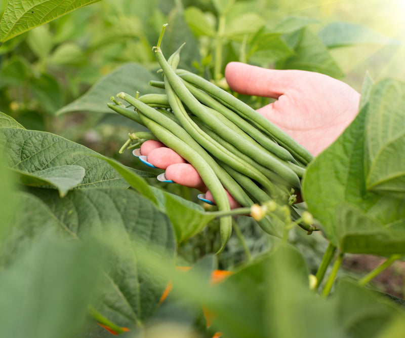 Aurora Bush Bean Seeds | 100 Seeds