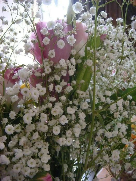 Baby’s Breath, Annual (Gypsophila elegans) Flowers Seed - Caribbean garden seed