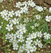 Baby’s Breath, Annual (Gypsophila elegans) Flowers Seed - Caribbean garden seed