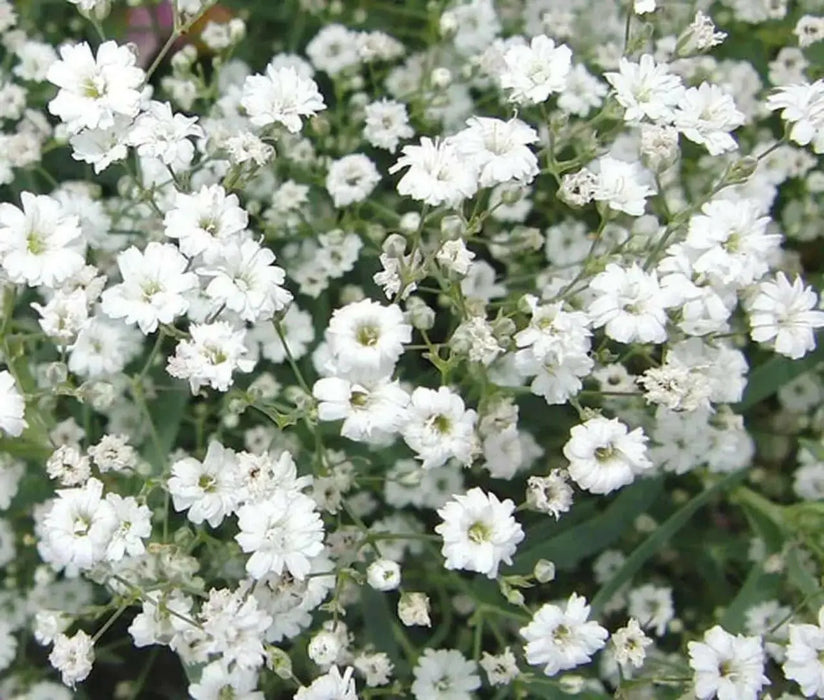 Baby’s Breath, Annual (Gypsophila elegans) Flowers Seed - Caribbean garden seed