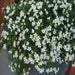 Bacopa Snowtopia FLOWERS Seeds, WHITE ~ Perennial ! - Caribbeangardenseed