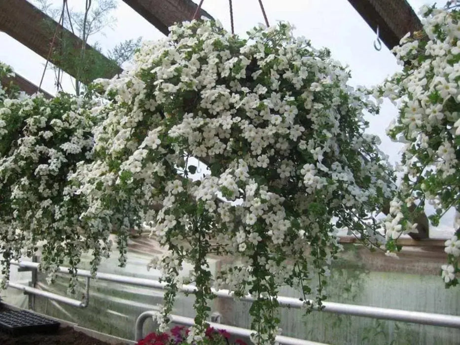 Bacopa Snowtopia FLOWERS Seeds, WHITE ~ Perennial ! - Caribbeangardenseed