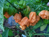 Bahamian Goat ,pepper seed - Capsicum chinense - Caribbeangardenseed