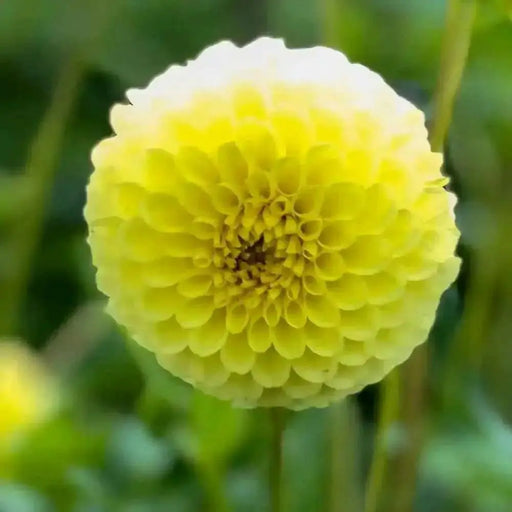 BALL Dahlia GOLDEN TORCH ( Tuber ) PERENNIAL Flowers - Caribbean garden seed