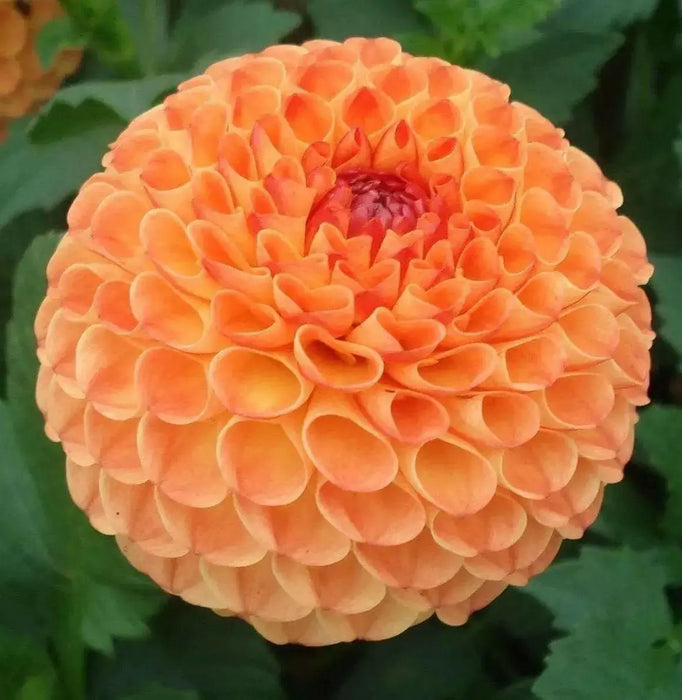 BALL Dahlia Mirella ( Tuber ) PERENNIAL Flowers - Caribbean garden seed