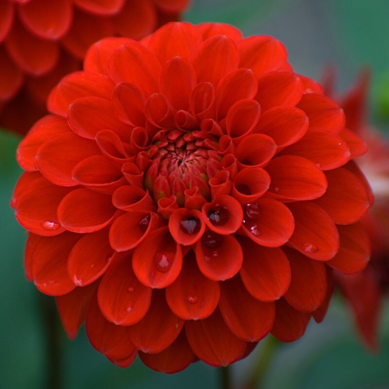 Ball Dahlia "Red Cap" ( Tuber). Features bold red petals. Great Cut Flowers !