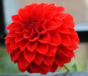 Ball Dahlia "Red Cap" ( Tuber). Features bold red petals. Great Cut Flowers !