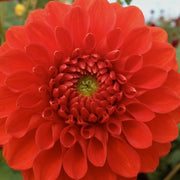 Ball Dahlia "Red Cap" ( Tuber). Features bold red petals. Great Cut Flowers !