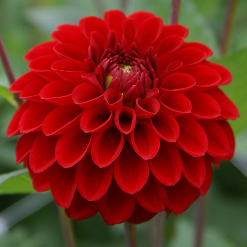 Ball Dahlia "Red Cap" ( Tuber). Features bold red petals. Great Cut Flowers !