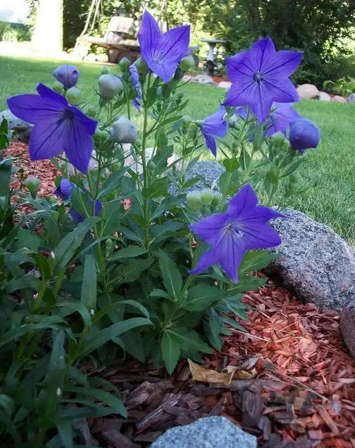 Balloon Flower Seeds - Blue, Platycodon Grandiflorus , Asian Vegetable - Caribbean garden seed