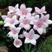 Balloon Flower Seeds -FUJI PINK- Platycodon Grandiflorus, asian vegetable - Caribbeangardenseed