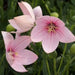 Balloon Flower Seeds -FUJI PINK- Platycodon Grandiflorus, asian vegetable - Caribbean garden seed