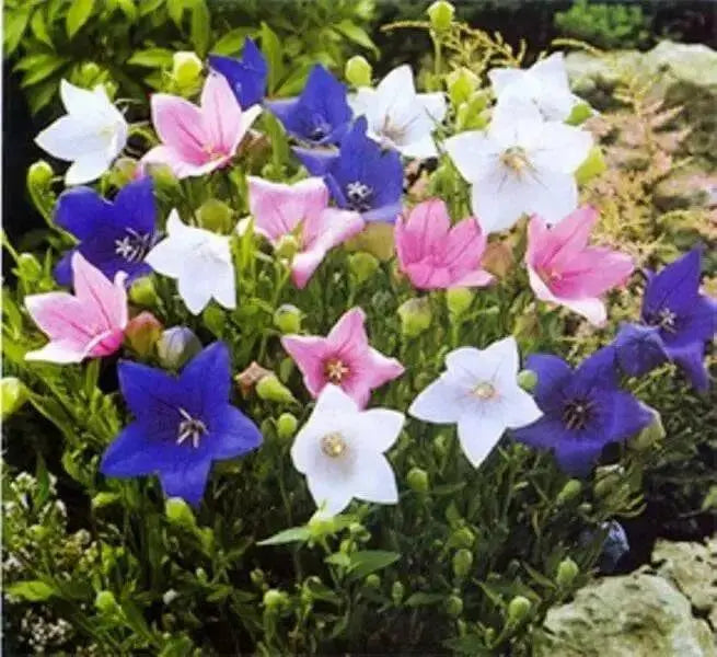 Balloon Flowers, ginseng ,Bell Flower,Grown in China, Korea, Japan, asian Vegetables - Caribbean garden seed