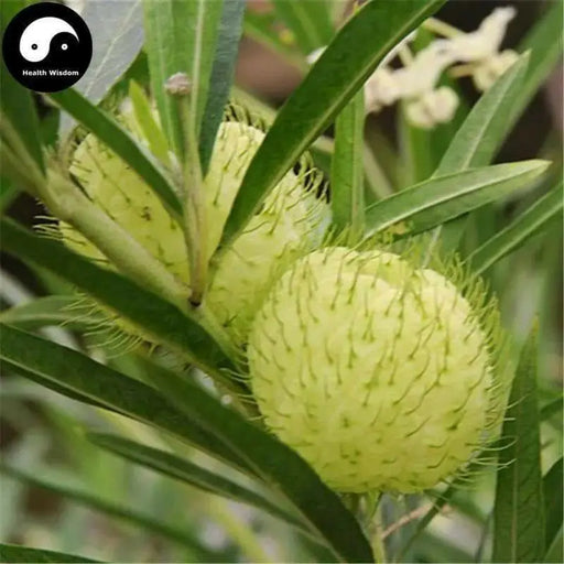 Balloon Plant Milkweed, ( Asclepias physocarpa ) Tender Perennia - Caribbean garden seed