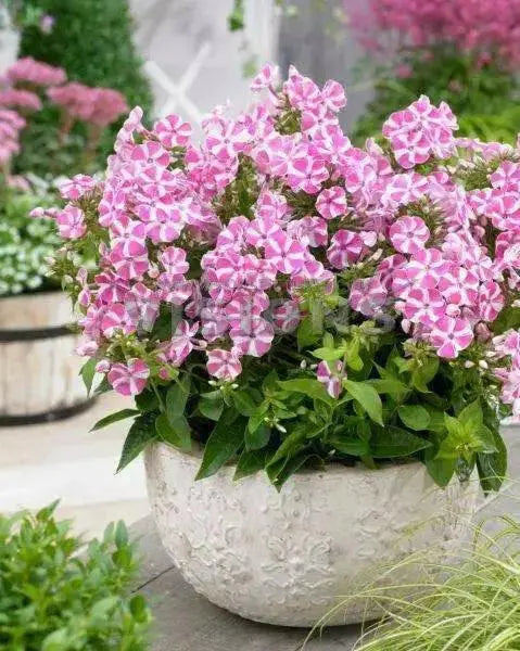 Bambini Candy Crush, Dwarf Garden Phlox (Plant/ Root) - Caribbean garden seed