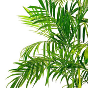 Bamboo Palm Seeds, Chamaedorea Seifrizii - Caribbeangardenseed