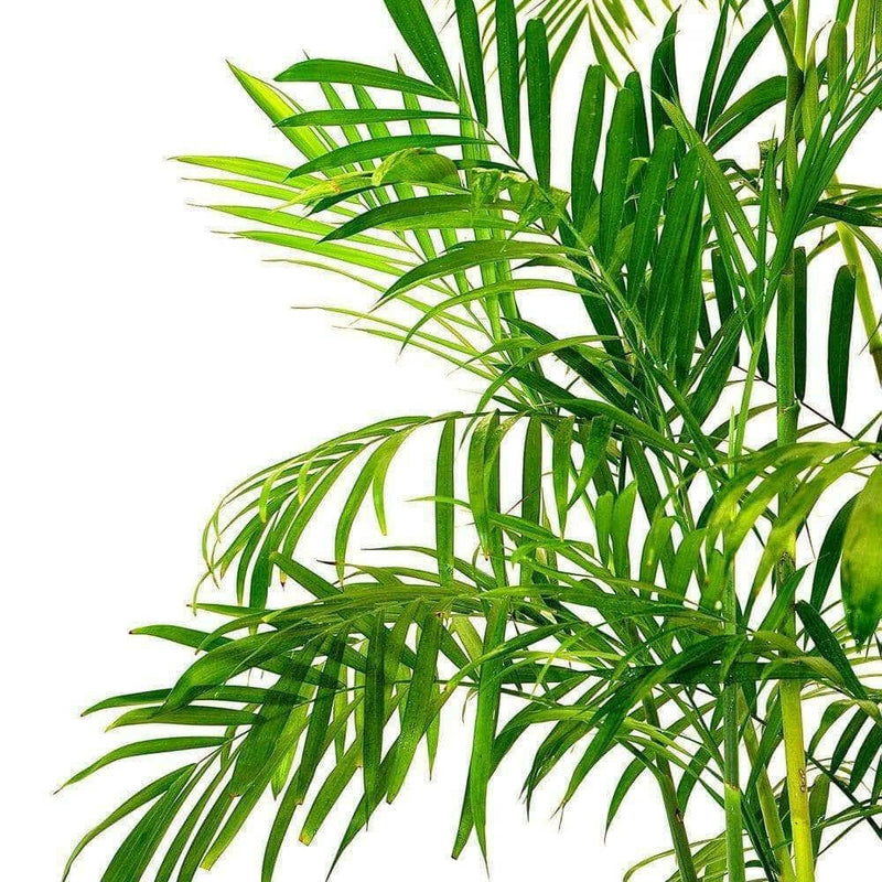 Bamboo Palm Seeds, Chamaedorea Seifrizii - Caribbeangardenseed