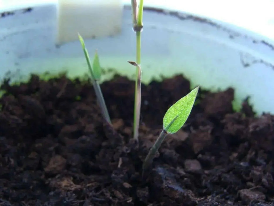 Bamboo seeds,Hardy clumping ,EVERGREEN SHRUB - Caribbean garden seed