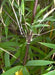 Bamboo seeds,Hardy clumping ,EVERGREEN SHRUB - Caribbeangardenseed