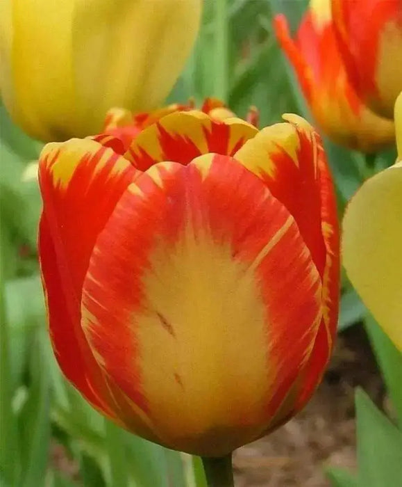 Banja Luka Tulip Bulbs, FALL PLANTING - Caribbean garden seed