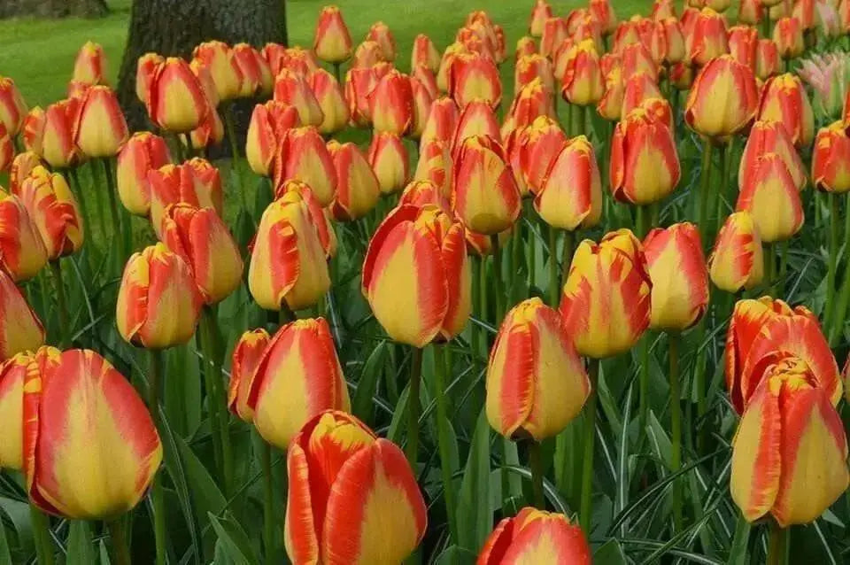 Banja Luka Tulip Bulbs, FALL PLANTING - Caribbean garden seed