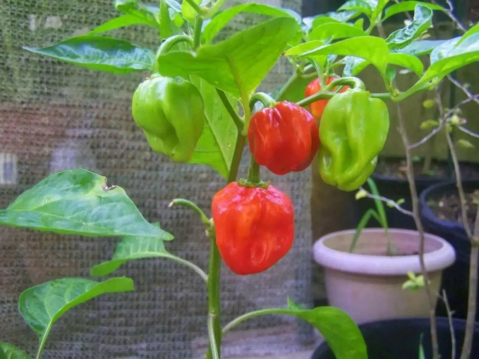 Barbados Pepper Seeds, Capsicum chinense.Very hot - Caribbean garden seed