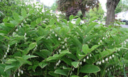Bareroot Solomon's seals, Polygonatum VARIEGATUM, Perennial flower, Shade Loving Plant.